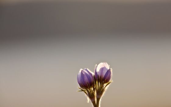 Spring Time Crocus Flower