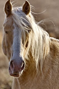 Horse Close Up Canada