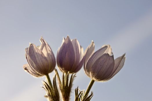 Spring Time Crocus Flower