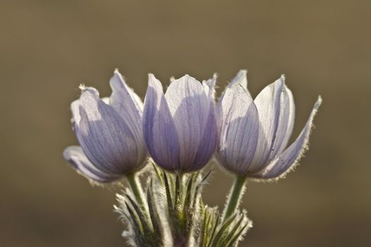 Spring Time Crocus Flower