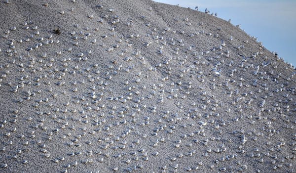 Birds on gravel pile