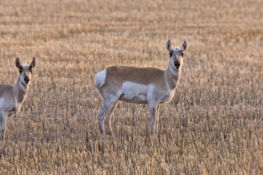 Pronghorn Antelope Saskatchewan 