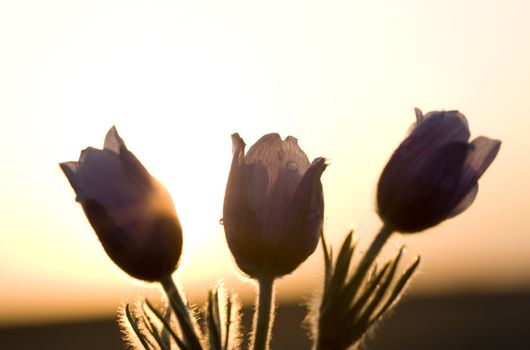 Spring Time Crocus Flower