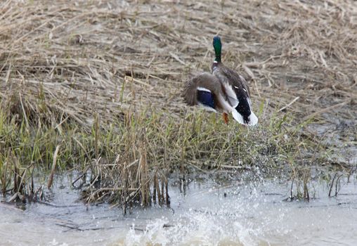 Mallard in Flight duck Canada