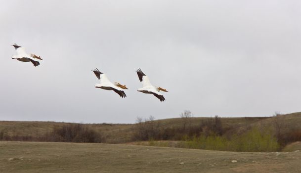 American Pelicans i n Flight white Canada