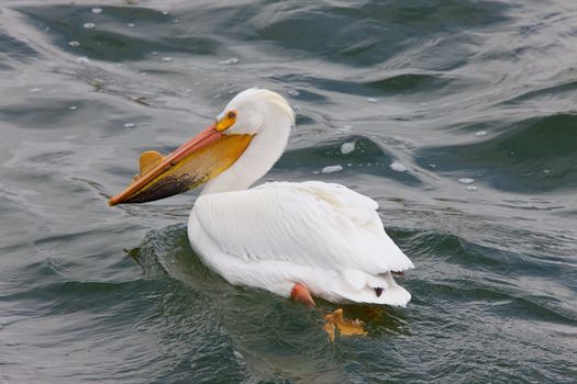 American White Pelicans in Canada