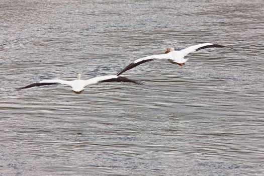 American Pelicans i n Flight white Canada