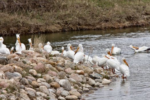 American White Pelicans in Canada