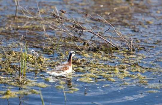 Wilson's Phalarope  in Water Canada Sasktchewan