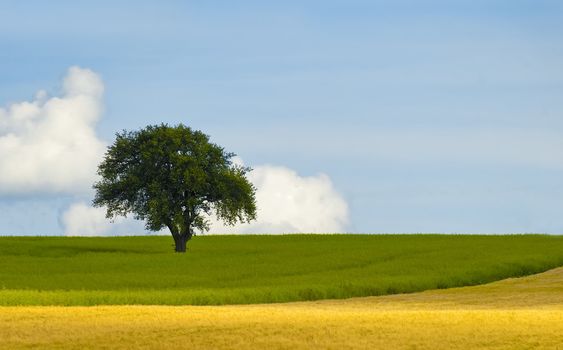 an isolated tree in the field