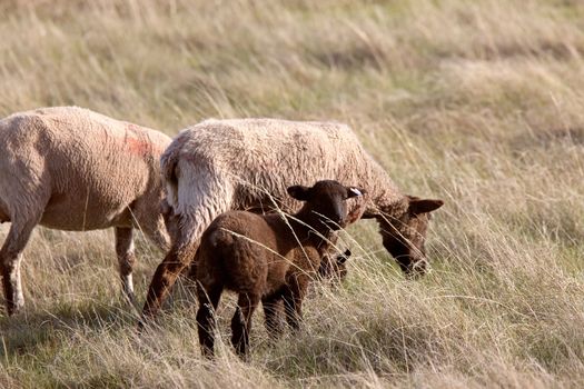 Sheep and Lambs Canada Saskatchewan