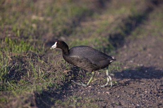 Waterhen coot  Canada Saskatchewan Bird