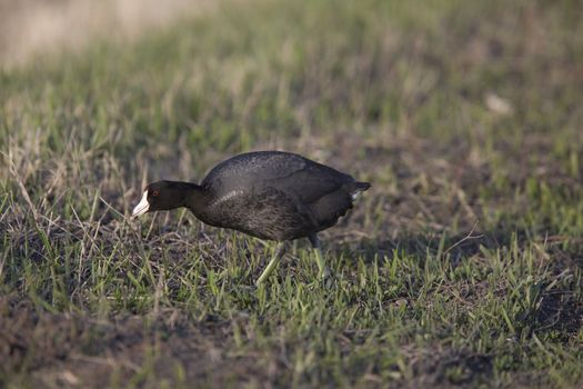 Waterhen coot  Canada Saskatchewan Bird