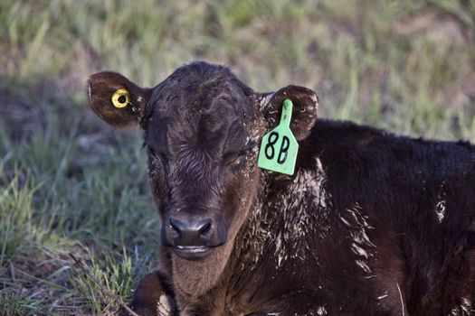 Cow Calf Newborn Dark Canada Saskatchewan