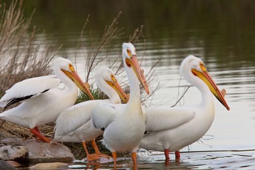 American White Pelicans in Canada