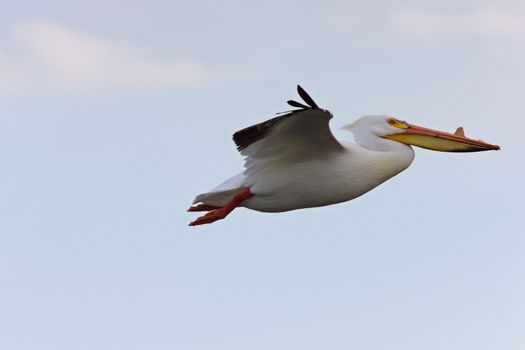 American Pelicans i n Flight white Canada