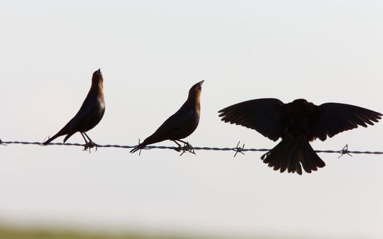 Cowbirds on a wire Canada