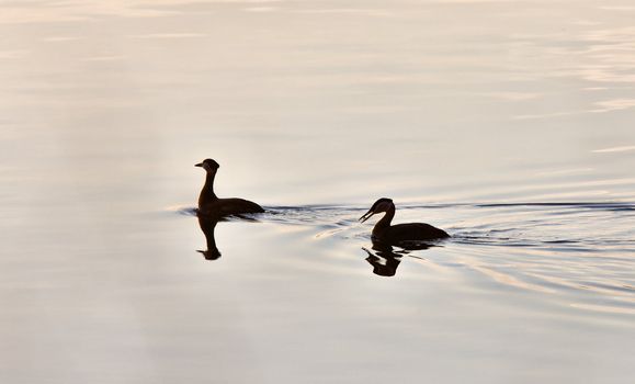 Western Grebe on Lake Saskatchewan Canada