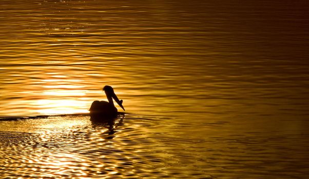 American White Pelicans in Canada sunset gold