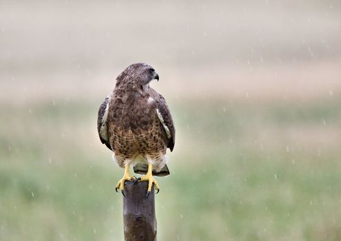 Swainson Hawk on post Saskatchewan Canada