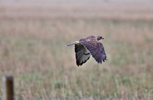 Swainson Hawk on post Saskatchewan Canada in flight