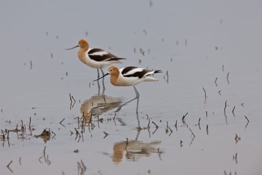 American Avocet in Water reflection Canada