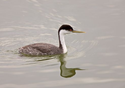 Western Grebe on Lake Saskatchewan Canada