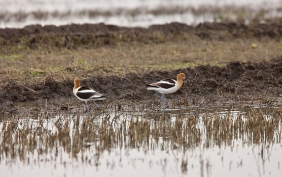 American Avocet in Water reflection Canada