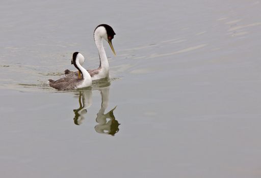 Western Grebe on Lake Saskatchewan Canada