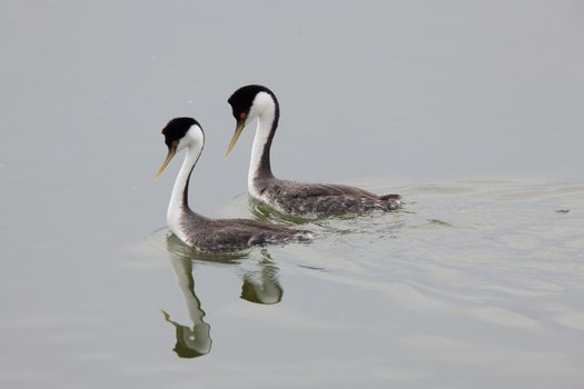 Western Grebe on Lake Saskatchewan Canada