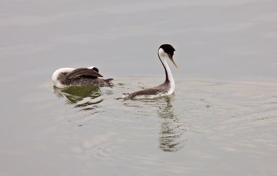 Western Grebe on Lake Saskatchewan Canada