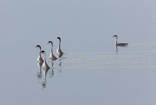 Western Grebe on Lake Saskatchewan Canada