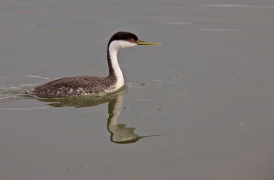 Western Grebe on Lake Saskatchewan Canada