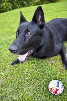 Shepherd on the grass with the ball