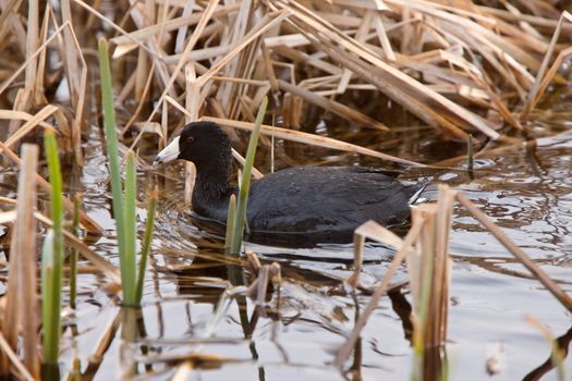 Waterhen coot  Canada Saskatchewan Bird