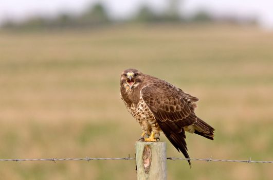 Redtailed Hawk on Post Canada