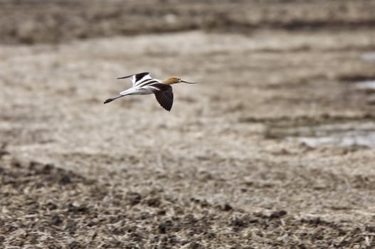 American Avocet in Water reflection Canada in flight