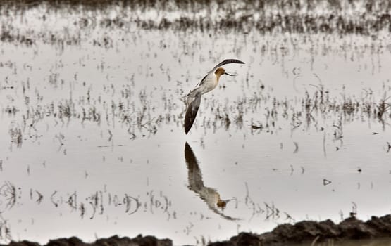 American Avocet in Water reflection Canada in flight