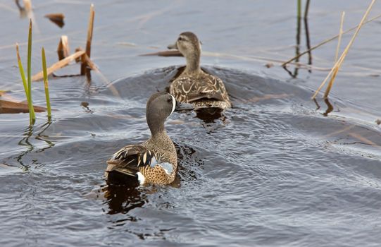 Blue Winged Teal in Pond Saskatchewan