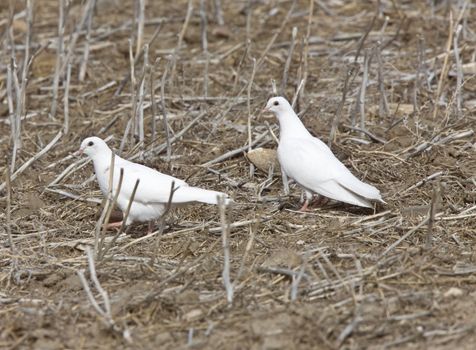 White Pigeon Dove Saskatchewan Canada