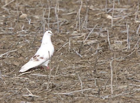 White Pigeon Dove Saskatchewan Canada