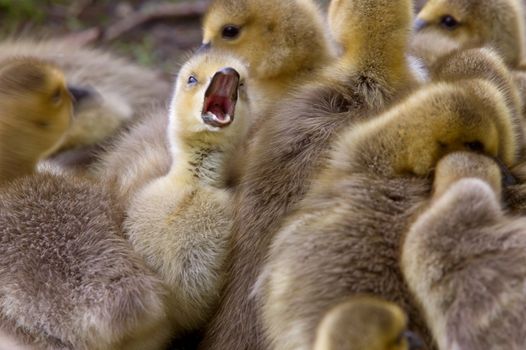 Canada Goose Chicks Saskatchewan