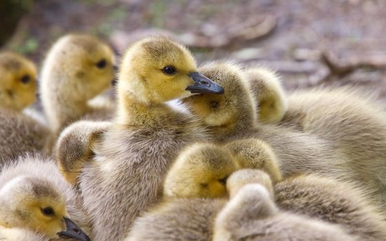 Canada Goose Chicks Saskatchewan