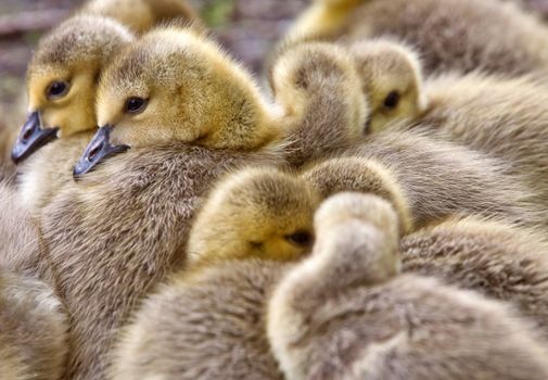 Canada Goose Chicks Saskatchewan