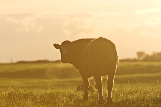 Cattle Cow sunrise  Saskatchewan Canada