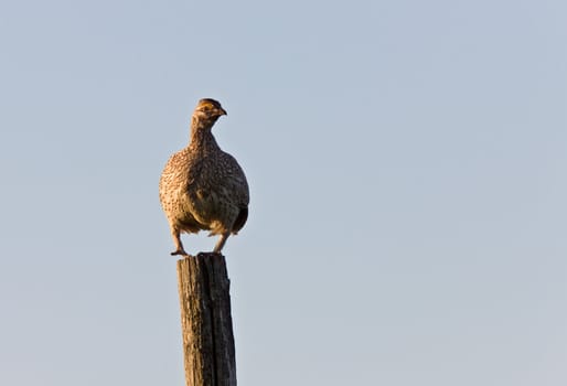 sharp tailed grouse on a pole Canada