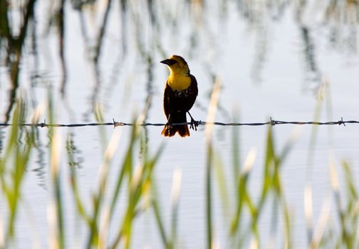 female yellow headed blackbird Saskatchewan