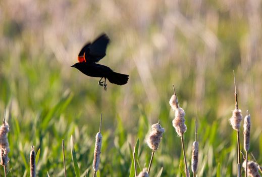 Red Winged Blackbird in flight Canada