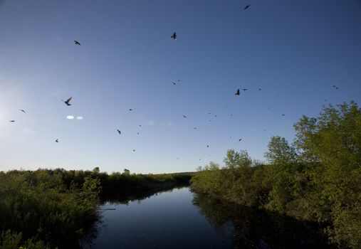 Saskatchewan River and Flock of Swallows near bridge