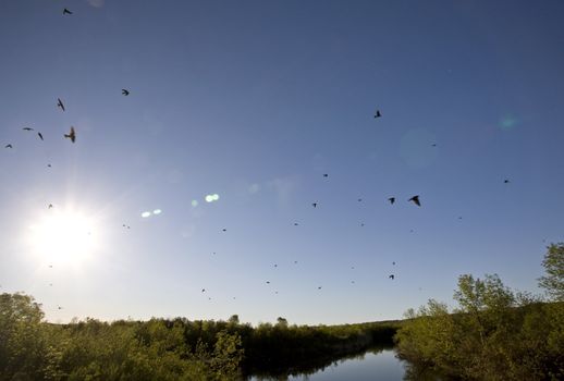 Saskatchewan River and Flock of Swallows near bridge